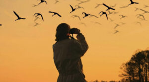 Someone watching birds through binoculars