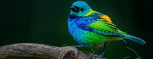 Close up of a vibrant blue, green, and yellow