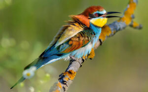 close up of a very colorful bird in Spain