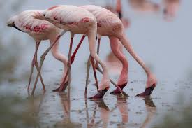Flamingos in Kenya