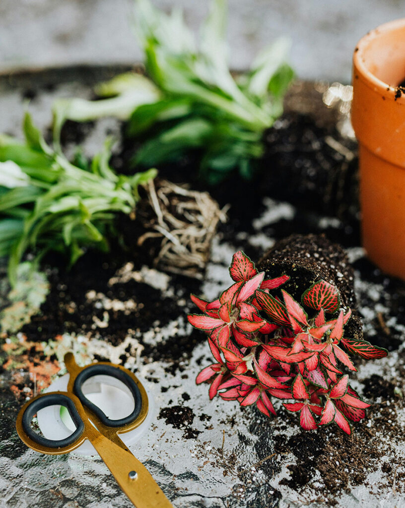 flower garden with a flowe pot and gardening scissors laying in the forefront