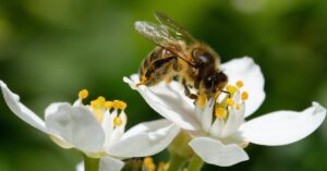 Bee on a white flower at a bee farm