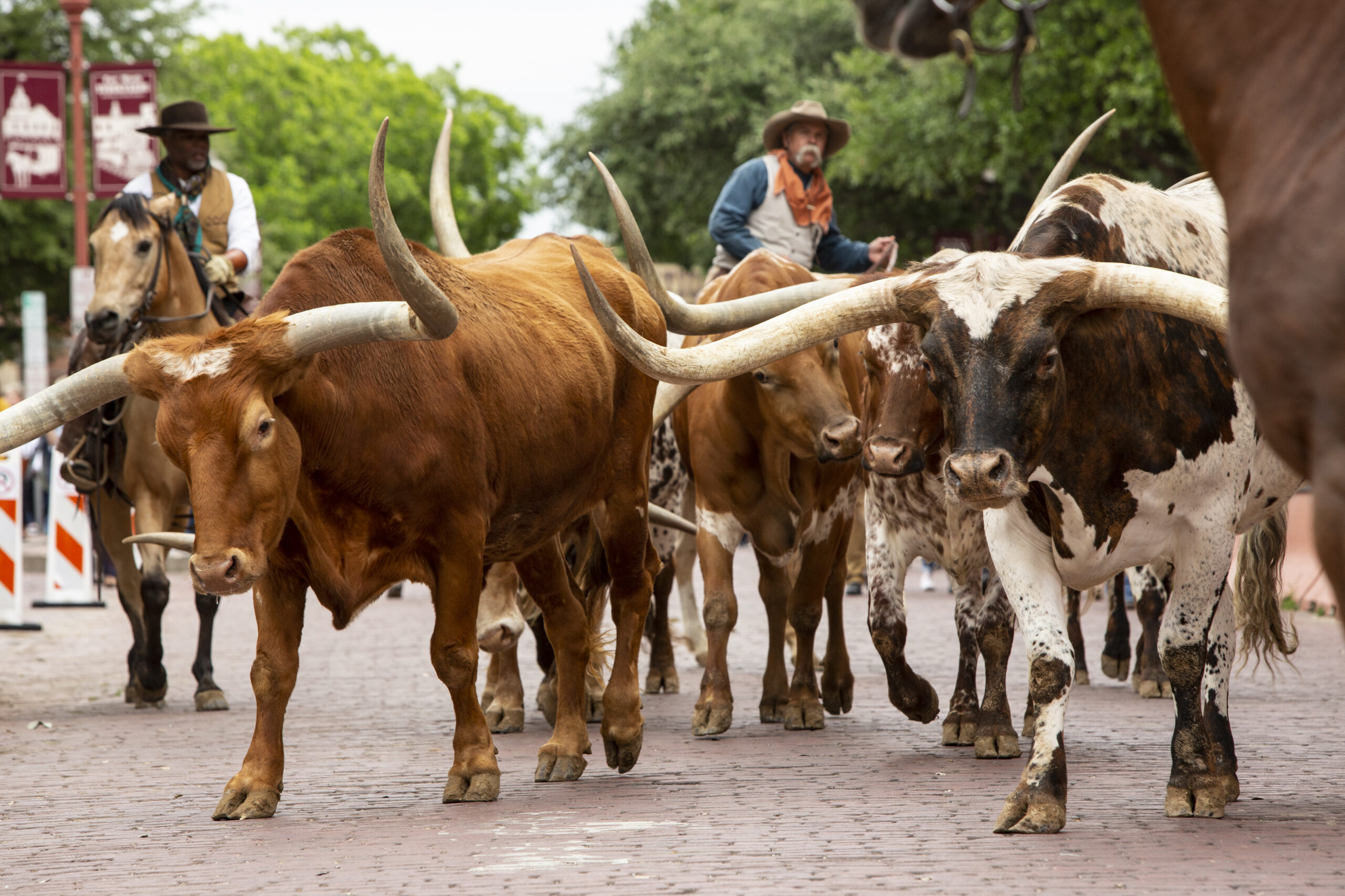 Several long horned cattle. 