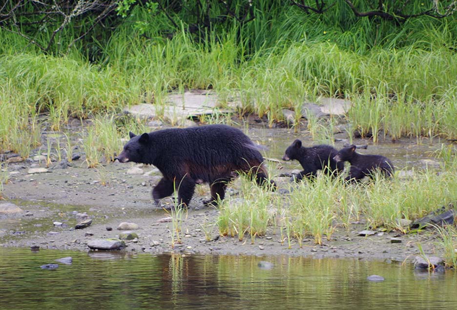 a mama bear with three cubs following behind