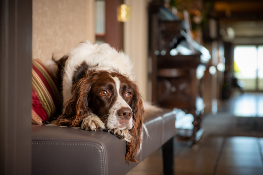 Dog on stool.