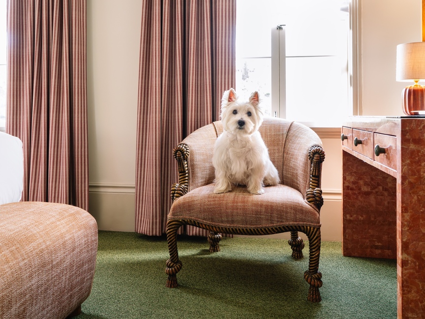 a white dog sitting on a chair.