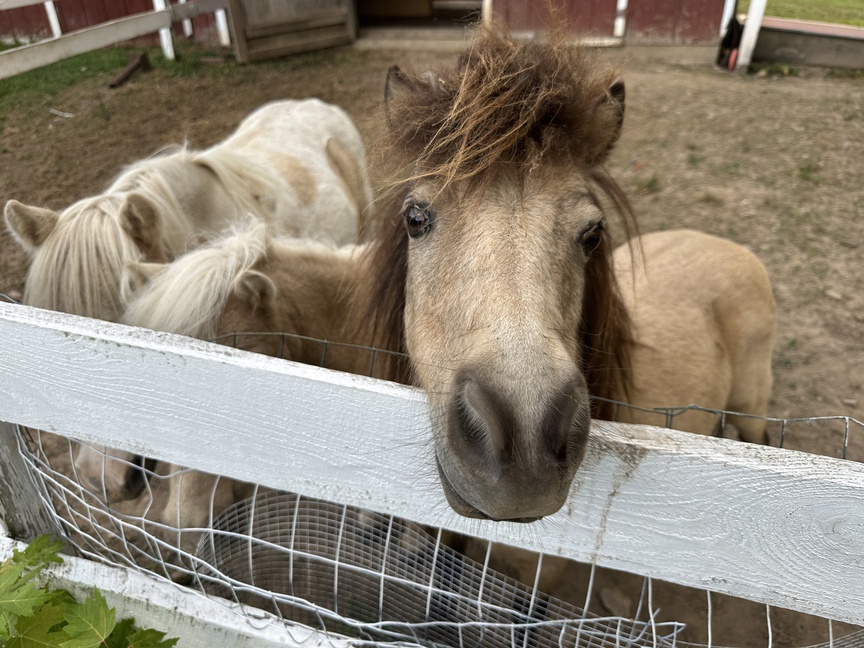 Two mini horses.