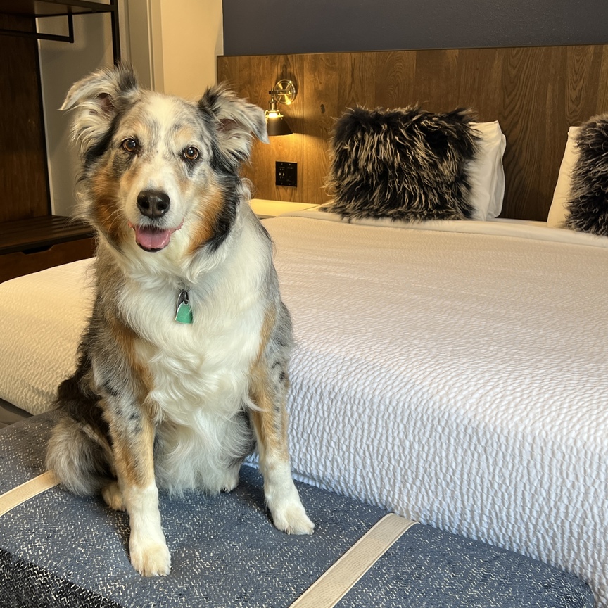 A dog sitting near the bed.