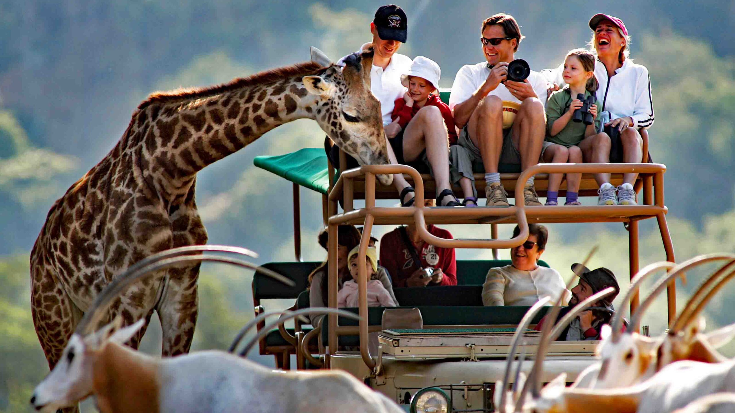 Safari West Giraffe.
