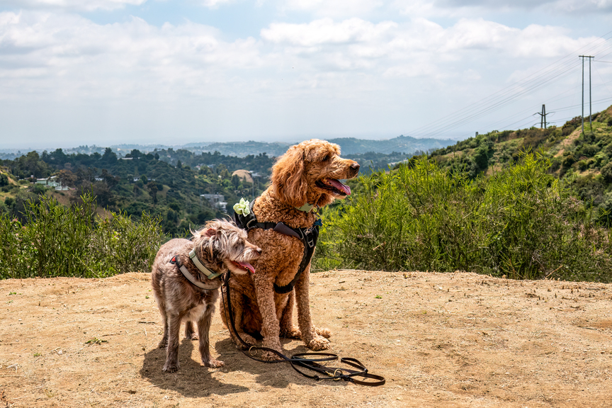 Two dogs with leashes on a trail.