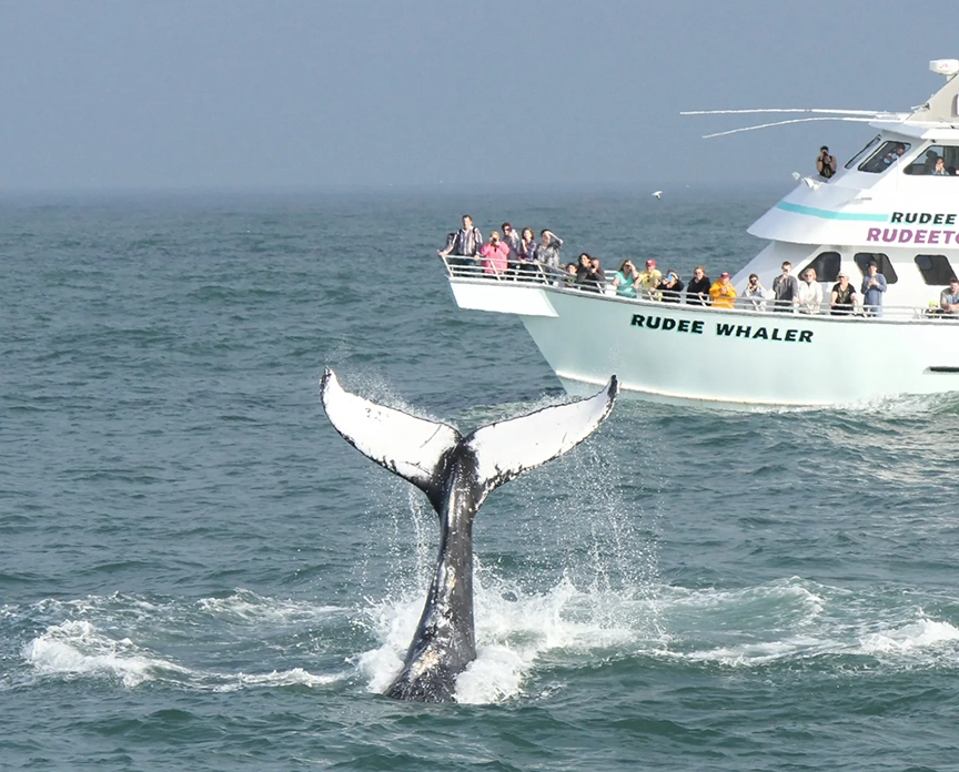 tourists on a Rudee Tour boat watching a whale dive into the water