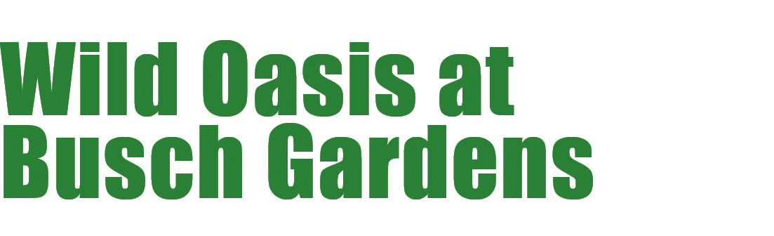 Wild Oasis at Busch Gardens