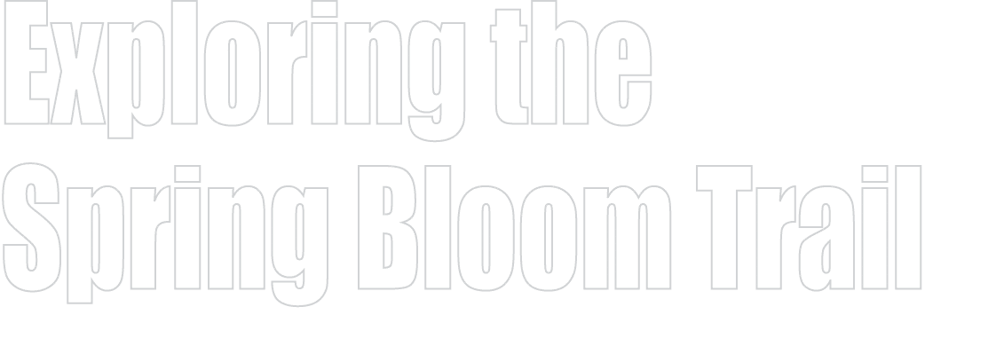 Exploring the Spring Bloom Trail 