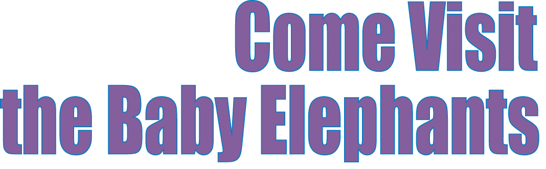  Come Visit the Baby Elephants