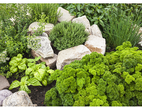 “Part of herbs spiral with parsley, chives, rosemary, oregano, thyme, basil and peppermint in the garden."