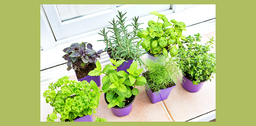 A group of four herb garden seedling plants in plastic retail containers. Purple basil, parsley rosemary, mint, basil thyme, and fennel, they are on a window sill ready to be planted.